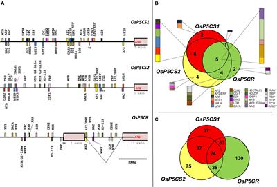 Frontiers | Toward Unveiling The Mechanisms For Transcriptional ...